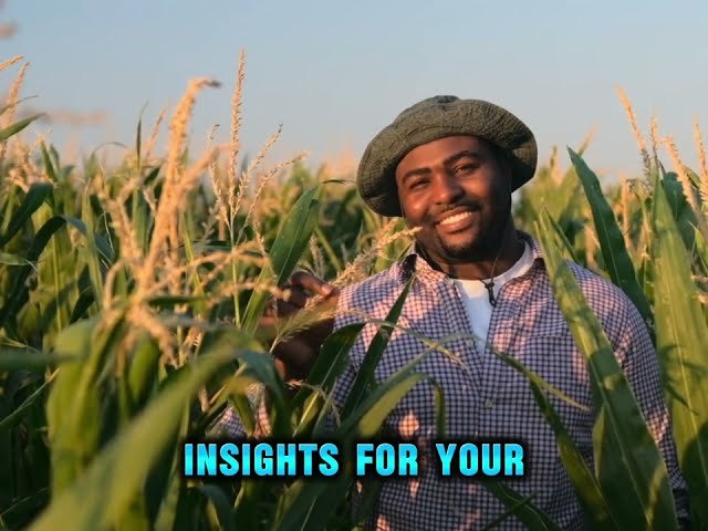 Resilience in Action: Zimbabwean Farmer Triumphs