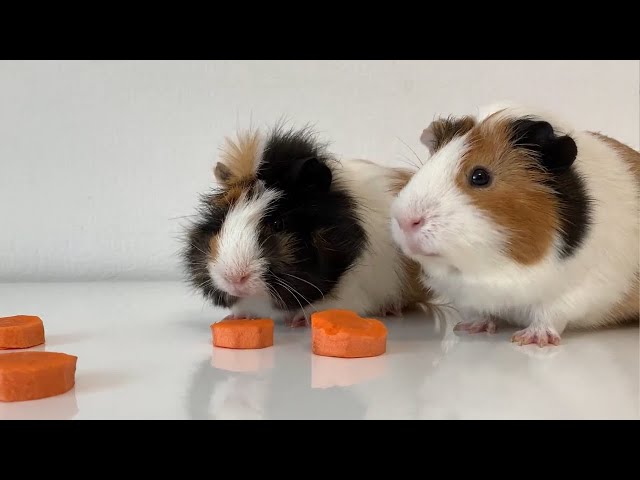 Pebble And Pip’s Snack Time: Carrots, Cucumbers, And Playful Antics!