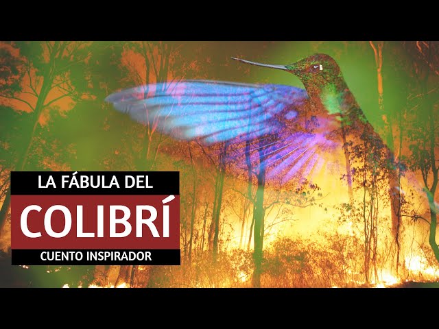 🐤🐤· Fábula del Colibrí  - Cuento inspirador para reflexionar - Leyenda popular - Superación personal