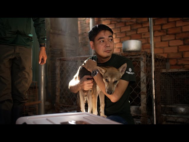 Dog meat restaurant in Viet Nam closes after 20 years