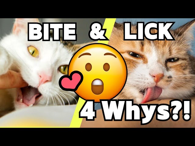 4 LOVE Messages Cats Give You With Bites then Licks | How to Stop Their Bites? #facts