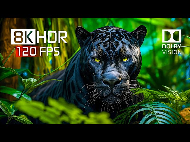 Best of Dolby Vision for 2024 - 8K HDR Video ULTRA HD 120FPS