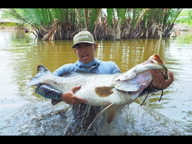 Phần 39: Cá Chẽm Siêu To Khổng Lồ, Catching Big Barramundi at Binh Dai, Ben Tre, Viet Nam