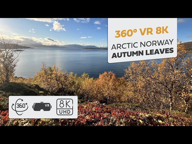 360° VR 8K - Autumn Leaves - Northern Norway - Relaxing nature Kviby Finnmark - Arctic coastal area