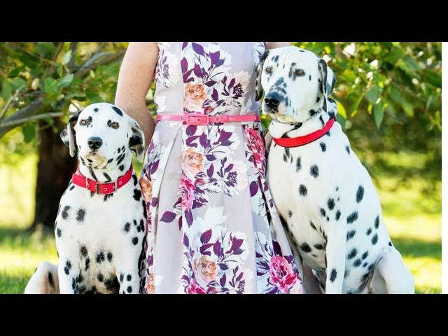 When This Dalmatian With A Giant Belly Gave Birth, They Realized The Vet Had Made A Big Mistake