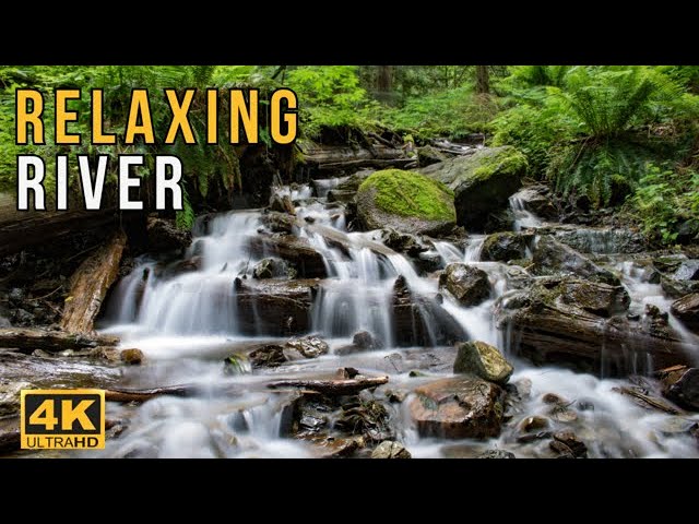 Relaxing Forest River Sounds🌿🌿🌿 Relaxing River Sound In The Enchanting Mossy Forest To Escape Stress