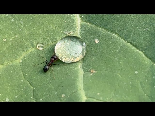 Insect fight with water drop / struggle for freedom /dew drop/ water surface tension