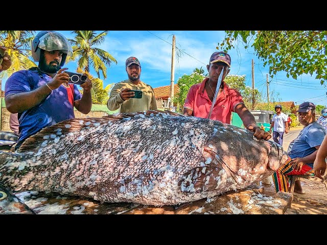 Incredible Huge Fish Cutting Collection | Street Fish Market Skills