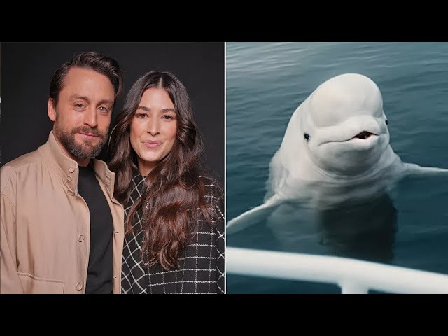 Kieran Culkin is 'happy' he 'made his wife keel over' voicing a beluga whale in NerdWallet ad.