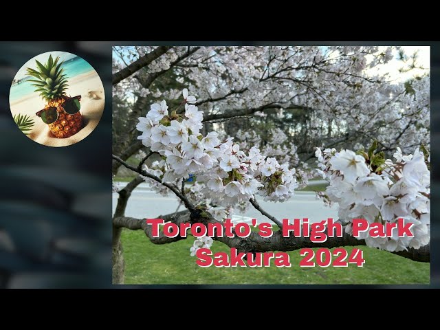 Toronto's High Park Sakura - 2024 Blossoms are amazing!