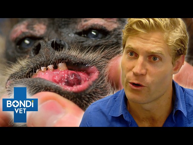 3 Hours Of Episodes: The Most Unforgettable Bondi Vet Season 5 Stories!