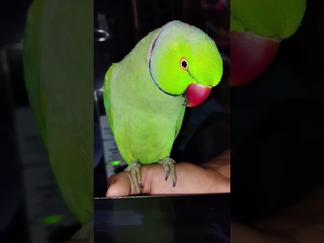 🦜🦜 #parrot #talkingparrot #cute