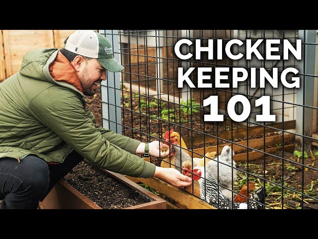 Watch This BEFORE You Keep Chickens 🐔