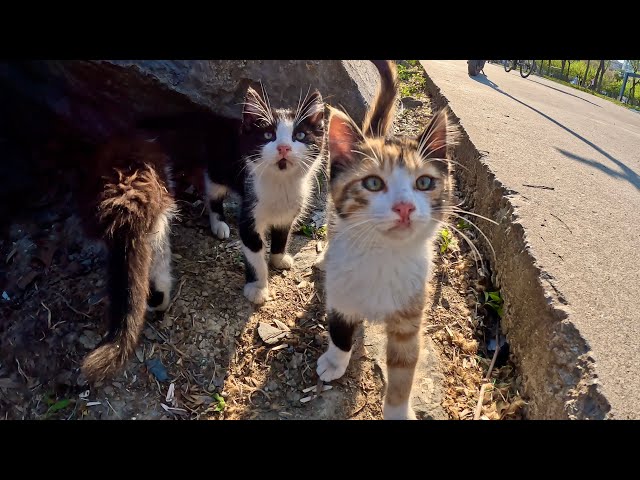 Poor kittens living among the cliffs are so cute