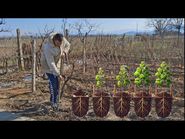 Planting bare root grape vines. [eng subs] - grape vine planting and care