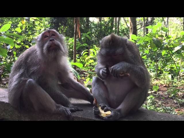 The Monkey Forest of Ubud, Bali, Indonesia