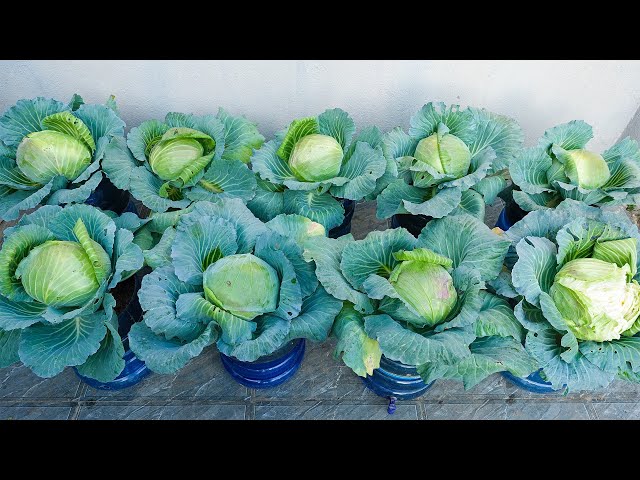 Want to Grow Cabbage at Home with Zero Effort?