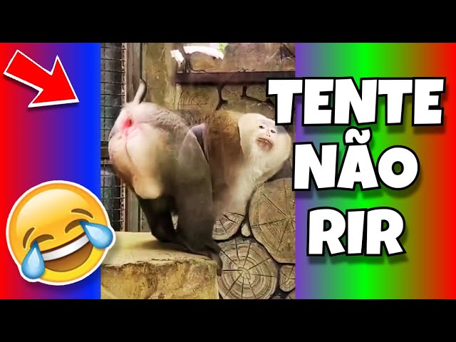 🔴 TENTE NÃO RIR  🔴 VIDEOS ENGRAÇADOS DE ANIMAIS PETS GATOS E CACHORROS MEMES DE CÃES GATO CACHORRO