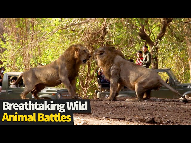 Top 17 INCREDIBLE Wild Animal Fights Caught On Cam (Animal Battles)