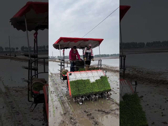 paddy lagane ki machine #shorts #youtubeshorts #agriculture #ytshorts #trending