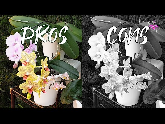 Pros & Cons of Growing Phalaenopsis Orchids | Quirks Tips Basic Care Media Options #ninjaorchids