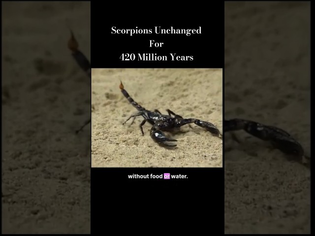 420 million Years Unchanged - Scorpions’ Timeless Legacy! 🦂🕰️ #scorpion  #fossil  #emperorscorpion