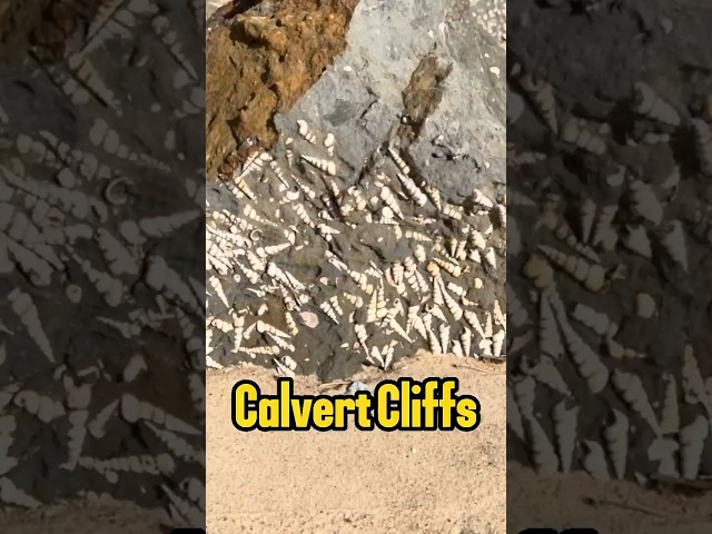 The Calvert Cliffs! A look At Where The Fossils Come From #fossils #fossilhunting