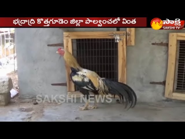 Real Story: A rooster laid eggs in Palwancha || Bhadradri Kothagudem district