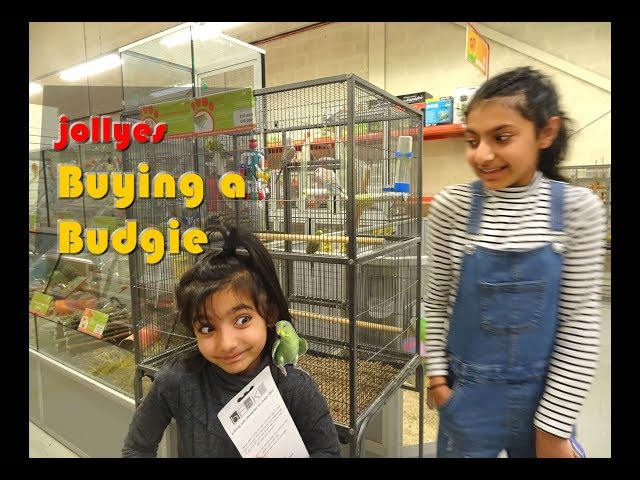 Buying a Budgie, Parakeet Bird for the First Time from a Pet Shop - Jollyes UK