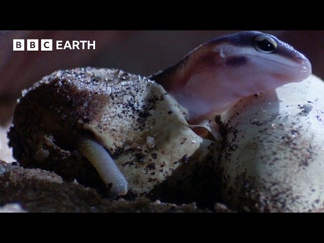 The Reptile Whose Sex is Determined by Temperature | Life In Cold Blood | BBC Earth