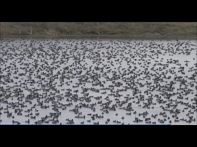 Hired to Hunt Season 3 #12:  Don't Be Afraid.  Duck and Goose Hunting.  Limit hunts in Alberta.