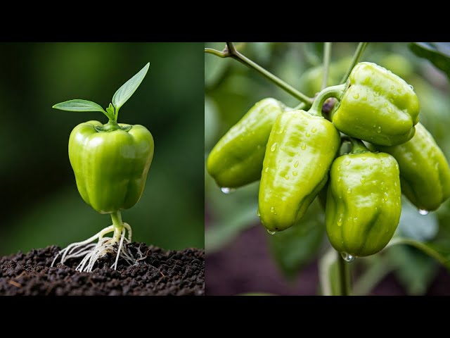 LIVE🔴🌿How to Get a High Yield from Your Homegrown Capsicum #livestream #live