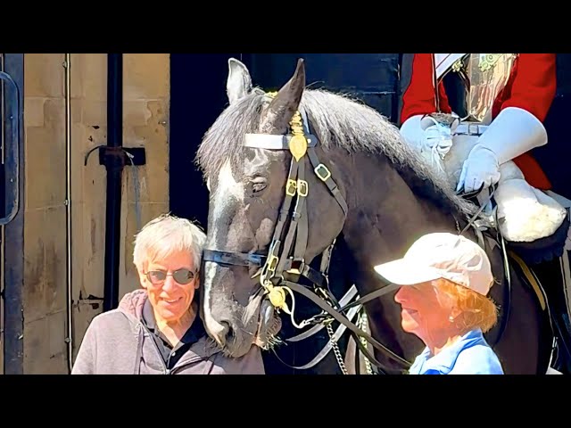 "🚫🐴 When Curiosity Meets Common Sense: Tourists in the Horse Box! 🤦‍♂️👑"