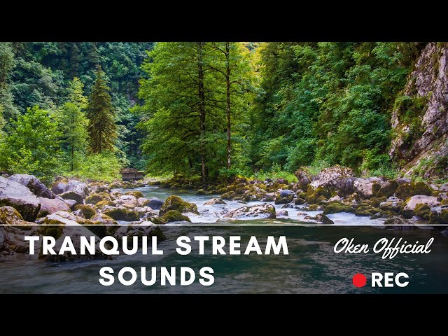 Tranquil Stream Sounds || Sleep Soundly Tonight, Relax Your Mind, Deep Relaxation (Original Sounds)