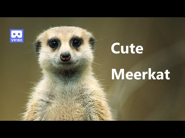 4K 3D 180VR Cute Meerkat Family