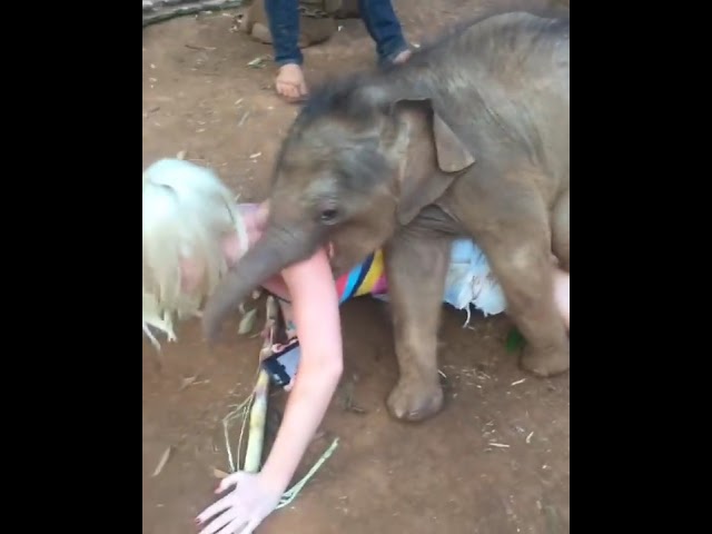 Baby Elephant Loves Tourist