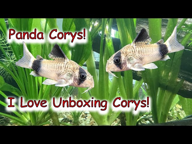 Unboxing Panda Corys