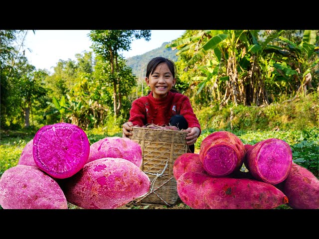 Harvest a Lot Of Yams, The Poor Girl Makes Attractive Yam Cakes and Go to Market Sell | Poor Girl +