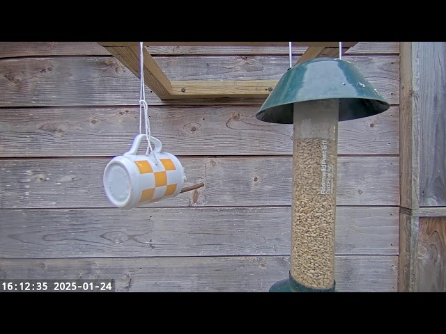 Bird Feeder Camera