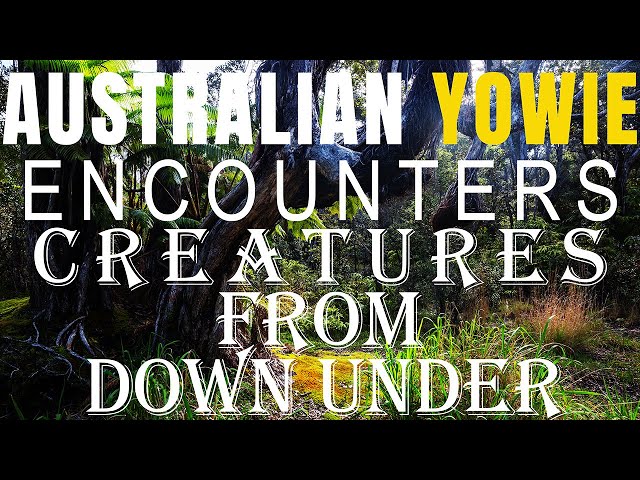 AUSTRALIAN YOWIE ENCOUNTERS FROM QUEENSLAND! | THE CREATURE WAS BIGGER THAN A COW!!!