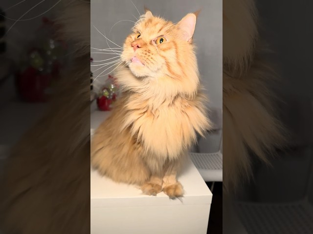 Marcin’s Maine Coon Caturday😻❤️#cat #shortvideo #mainecoon #cute #animals #viralvideo #asmr #shorts