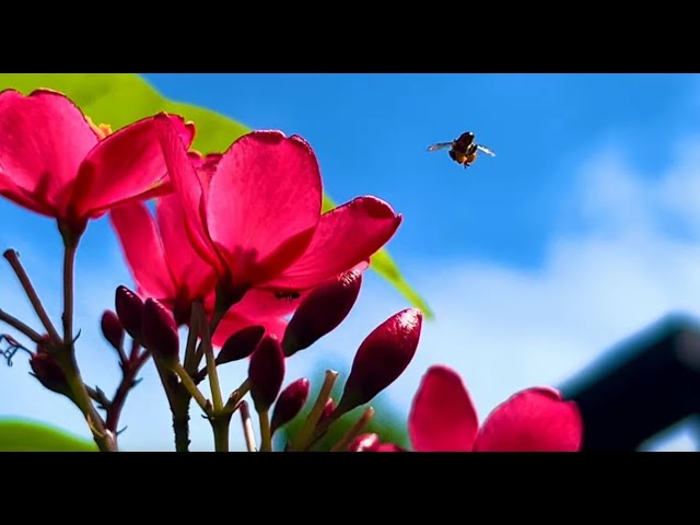 Beautiful red flowers relaxation music original royalty free cinematic nature footage