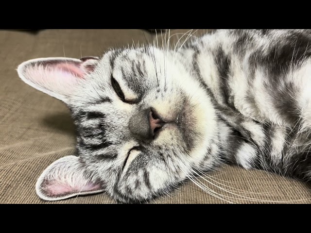 [Sleep Inducing ASMR] Gentle purring sounds of a gentle cat.