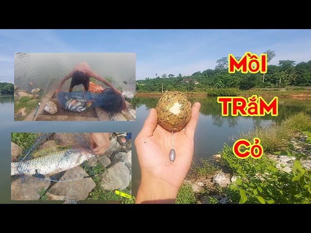 mồi câu cá trắm cỏ đơn giản dễ làm cho các cụ tham khảo nhé lh 0962116709🥰🥰🥰