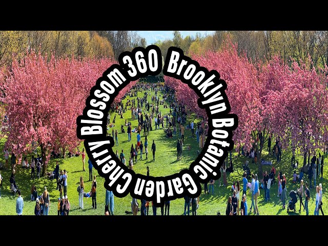 Brooklyn Botanic Garden 2024 cherry blossoms 360 video