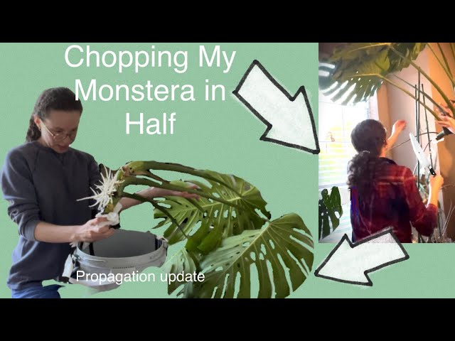 Chopping My Monstera in Half | Propagation Update