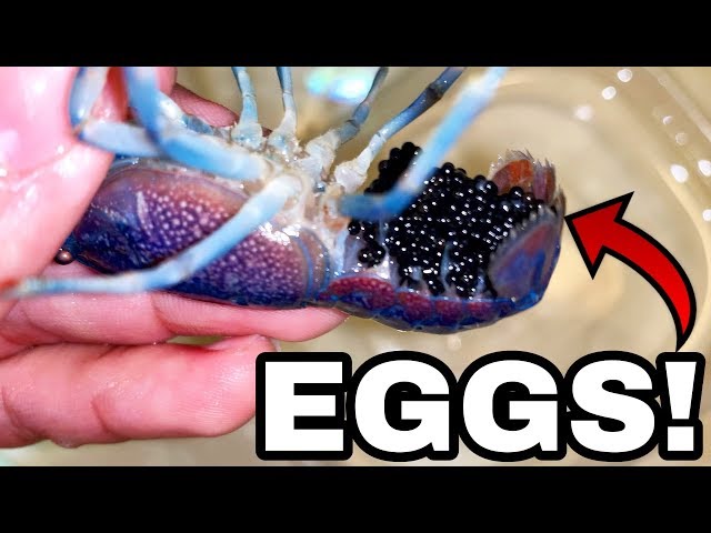 Blue LOBSTER Crawfish EGGS get Home AQUARIUM!