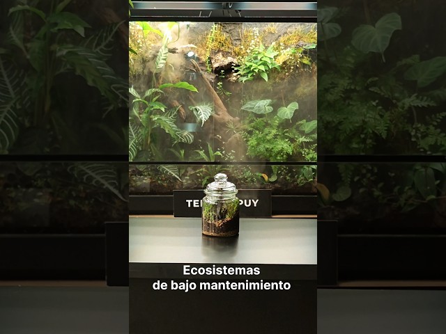 Ecosistema de bajo mantenimiento 😎🌱 #terrarios #plantas #terrarium #terratepuy