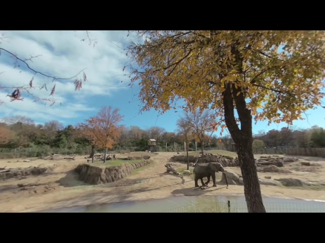 elephants at the Dallas Zoo in vr180