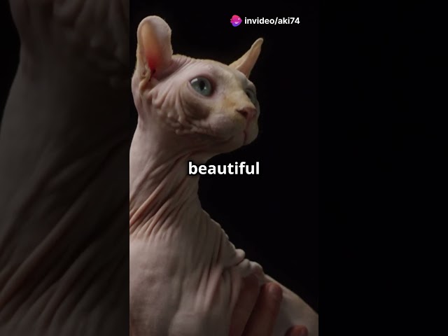 Why don't you know that? #SphynxCat #CatCare #PetTips #FelineFriends #CatLovers #SphynxLove